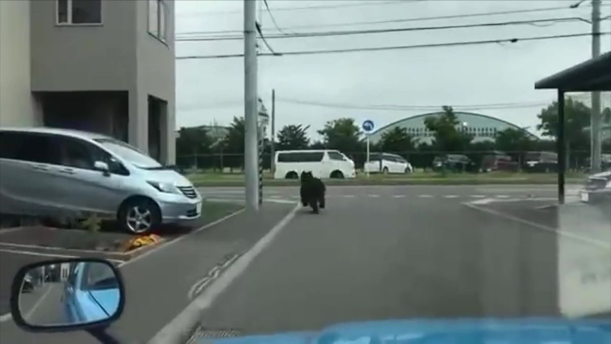 V japonském Sapporu se medvěd dostal až do kasáren. Lovci ho zastřelili